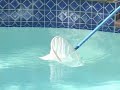 Wolf Hudson, Poolboy w/Dot