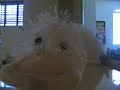 Miss Quackers\ Miss Quackers\