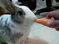 First Carrot of Kupo The Rabbit