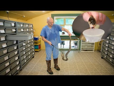 YouTube reptile video