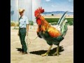Crazy Animals