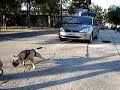 Pitbull Perla