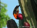 Troupial - Icterus icterus Icterus