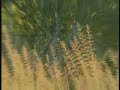 Grey Duiker & Herringbone Grass Grey Duiker & Herringbone Grass