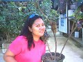 TARSIER LAND TARSIER LAND