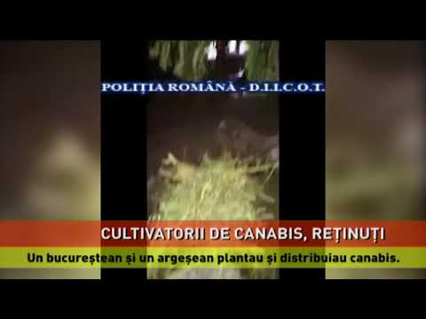 Doi cultivatori și distribuitori de canabis, reținuți de polițiști