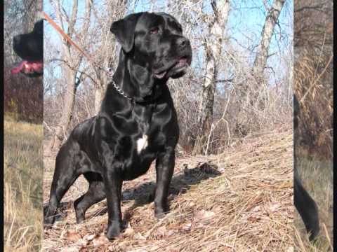 cane corso