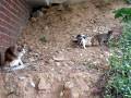 videos de Kittens, mother and her two kids