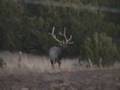 videos de New Mexico Elk Scouting Video Part 1