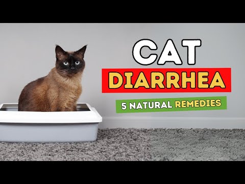 5 Remedies for Cat Diarrhea