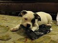 Mini Bull Dog Mini Bull Dog
