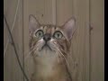 Bengal cat Goldies comments