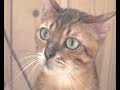 Bengal cat Goldies comments