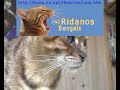 Bengal cat Goldies comments