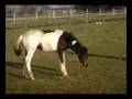 Recreating HORSES '06-08 | KONIE rekreacyjne
