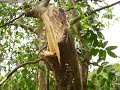 Porque y como podar arboles frutales Porque y como podar arboles frutales