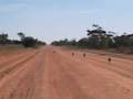 Chasing roos