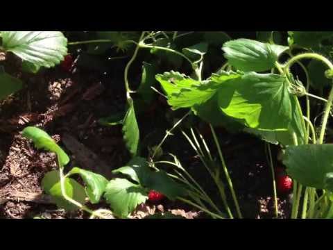 how to transplant everbearing strawberry plants