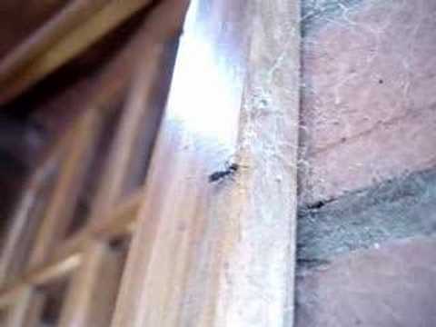 Daniel Arenas Oe - vean como funcionan de bien las telas de araña con este simpatico video.