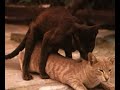 Chanson sexuelle avec photo d'animaux