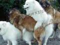 Chanson sexuelle avec photo d'animaux