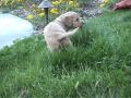 Labradoodle Puppies for Sale!!!!      (movie 3 of 3)