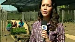 NIN - Conheça as especificidades desta planta nativa da India e seus benefícios. Mais novo aliado no