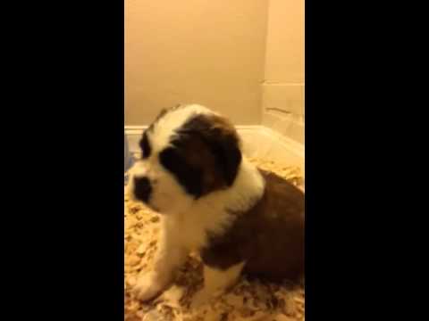 Adorable Saint Bernard Puppies for Sale. Ready to go home with you today.
