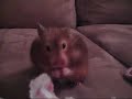 Pudgy the Hamster Pudgy the Hamster
