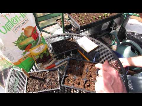how to transplant beetroot seedlings