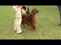 2010-05-25 | Irish Red Setter - Rden Offene Klasse - Forsthaus Heiligenberg ~> Lots of Love of the Red Empire & Editions of You do Porto-Rio ()