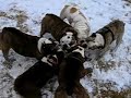A Raging Ring of Bulldogs A Raging Ring of Bulldogs