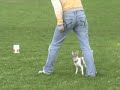 chihuahua tricks agility freestyle...