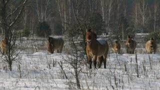 Chernóbil, el insólito hogar de animales salvajes