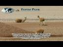 Peru Tours & Vacations - The Colca Canyon, Arequipa Peru Tours & Vacations - The Colca Canyon, Arequipa