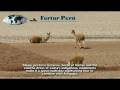 videos de Peru Tours & Vacations -  The Colca Canyon, Arequipa