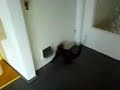 cat plays with the catdoor cat plays with the catdoor