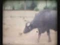 Taljaard Old 8mm Family Movie 2