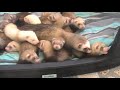 FURET/ Famille nombreuse FURET/ Famille nombreuse