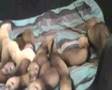 FURET/ Famille nombreuse