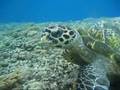Gili Islands - YouTube