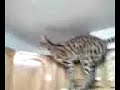 Serval on Top of Kitchen Cabinets Serval on Top of Kitchen Cabinets