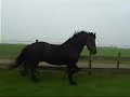 Arnout.. My Friesian Horse Arnout.. My Friesian Horse