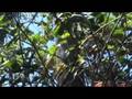 videos de Bandung Part 1