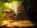 Silurus glanis und Cyprinus carpio
