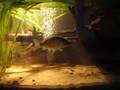Silurus glanis und Cyprinus carpio