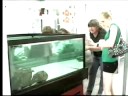 Giant New Brunswick Lobster Freed?
