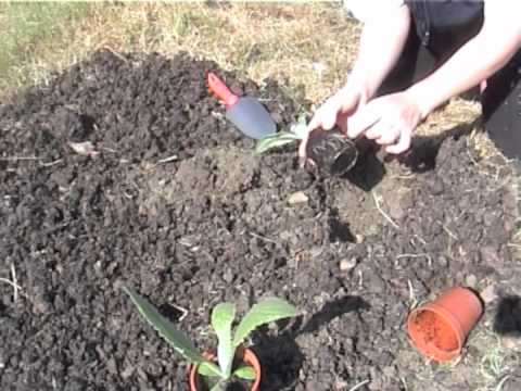 how to transplant jerusalem artichoke