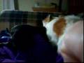 Affenpinscher video