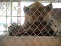 Amazing Animals 5